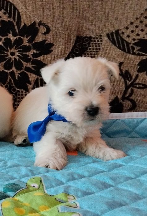 West Highland White Terrier