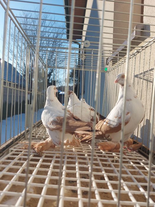 Gołębie ozdobne widyn, mewki mazowieckie,  mewka