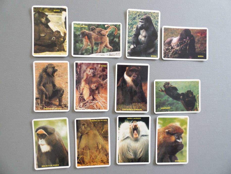 Calendários Animais Diversos
