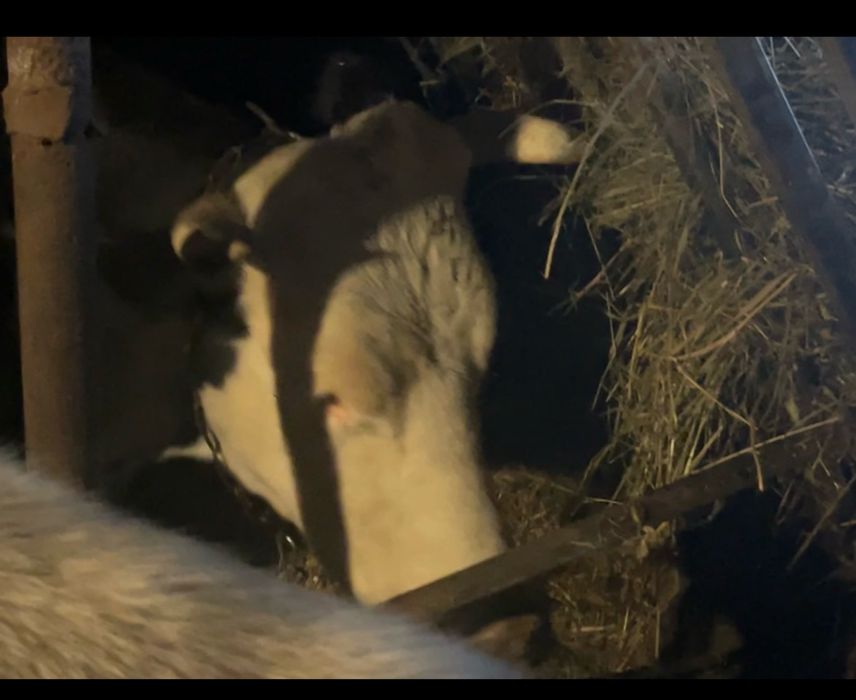 Продається 2 тільні корови та Теличка