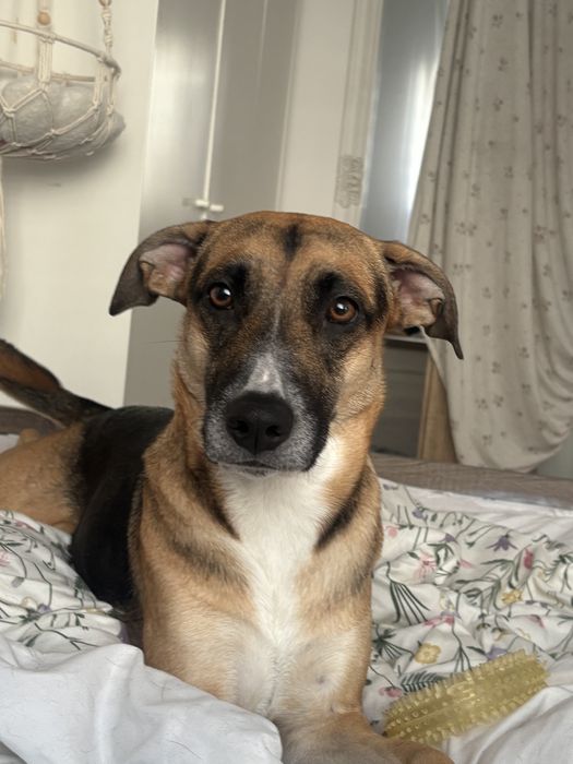 Kayla (2 lata) – cudowna suczka do adopcji