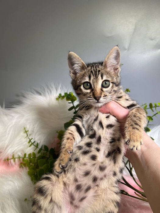 Дівчинка Саванна Ф6