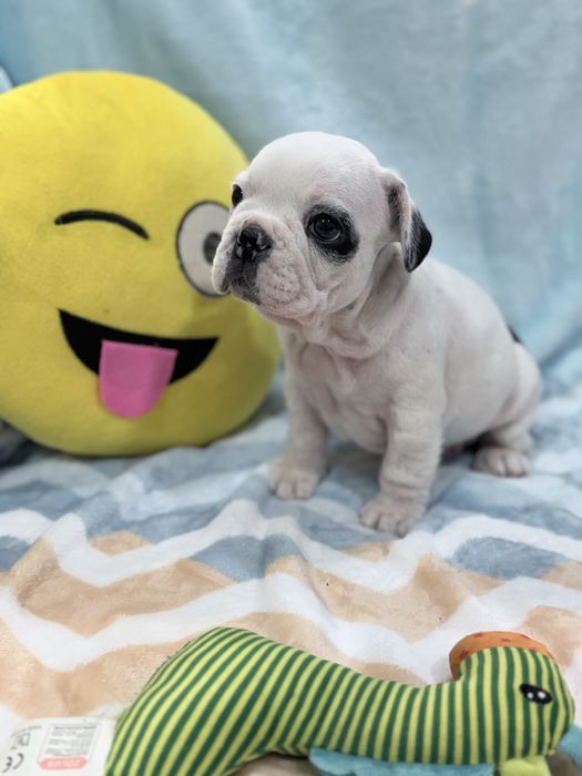 Bulldog francês  lindo menino piratinha