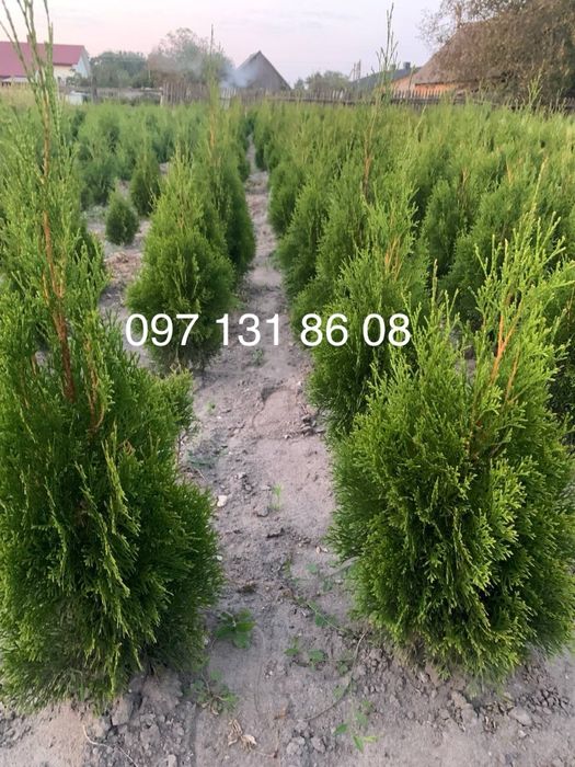 Туя Смарагд Кипарисовик Даніка достака