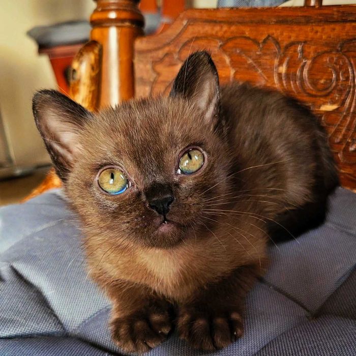 Питомник американской бурмы!