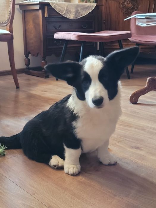 Welsh Corgi Cardigan FCI