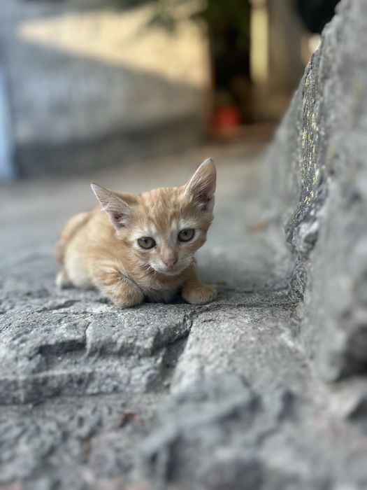 Кошенята в добрі руки