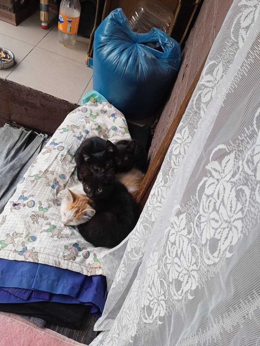 Віддамо в добрі руки гарних кошеняток