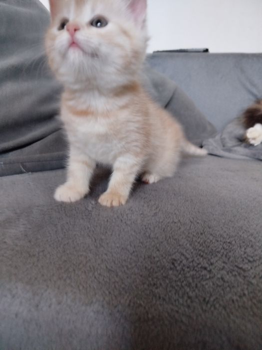 Котик безкоштовно