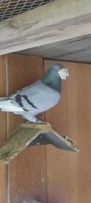 Gołębie staropolskie wyselekcjonowane ,wystawowe .