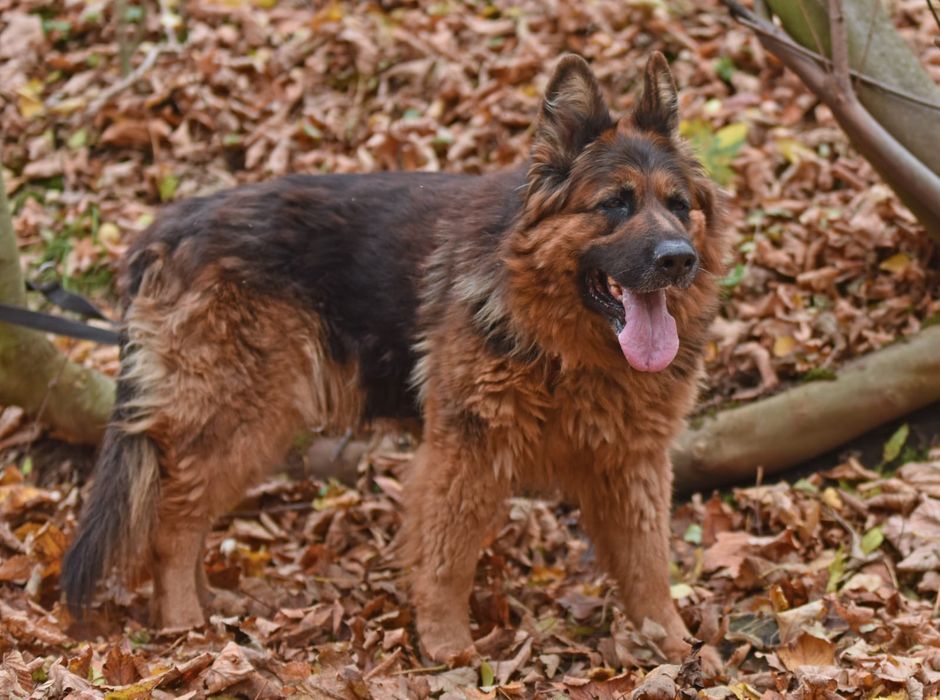 Duża suczka owczarek niemiecki do adopcji