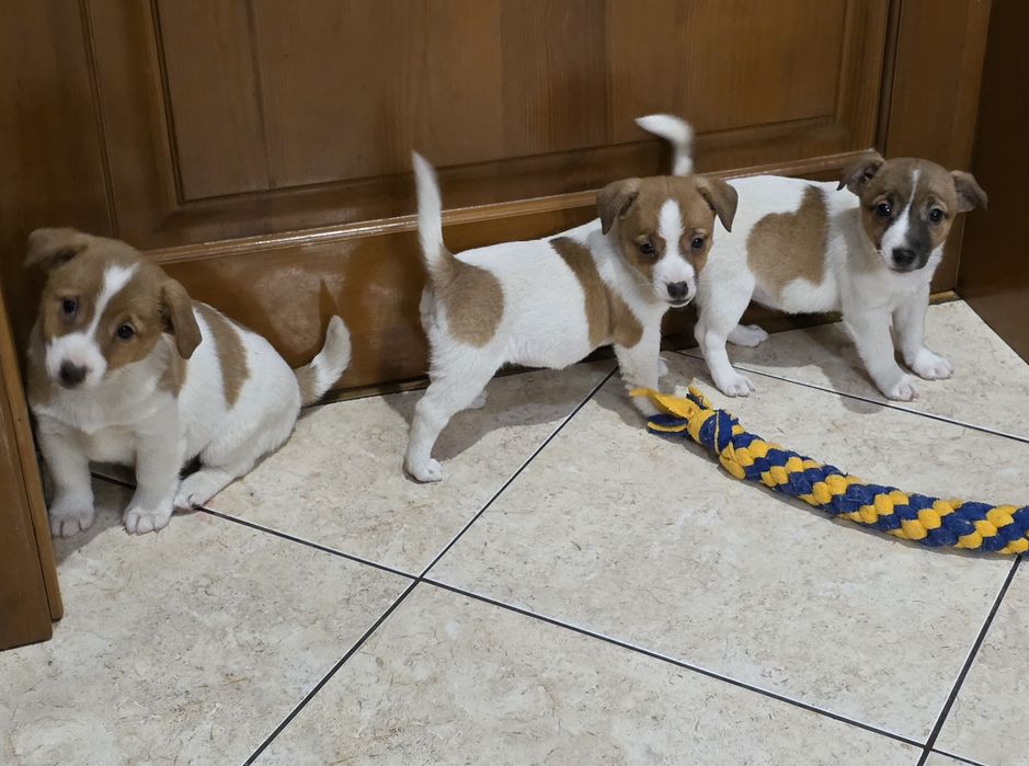 Jack Russell Terrier- suczka