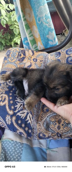 Віддам в добрі руки цуценя
