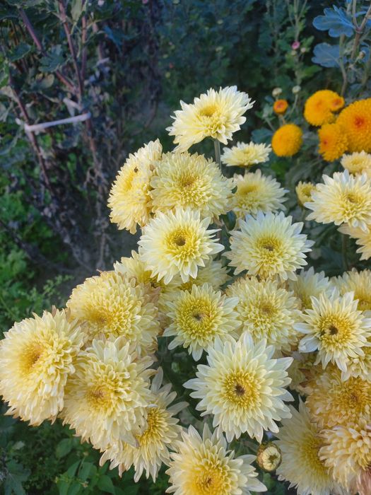 Хризантема гілячкова, мультифлора