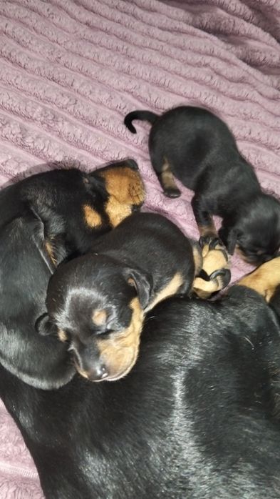 Таксинятка бронювання