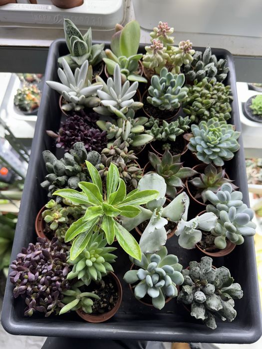 Сукуленти гастерія хавортія Haworthia Сукуленти Трунката