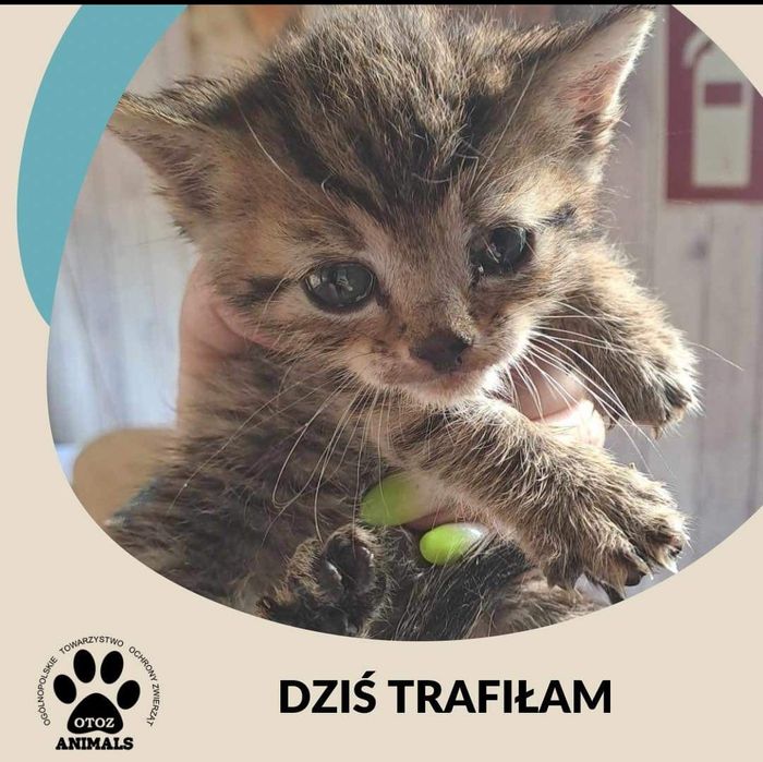 Suzi szuka nowego kochającego domu