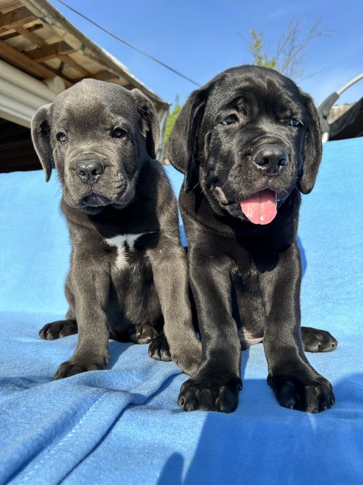 Голубой бриллиант Cane Corso — крупный щенок 2 мес