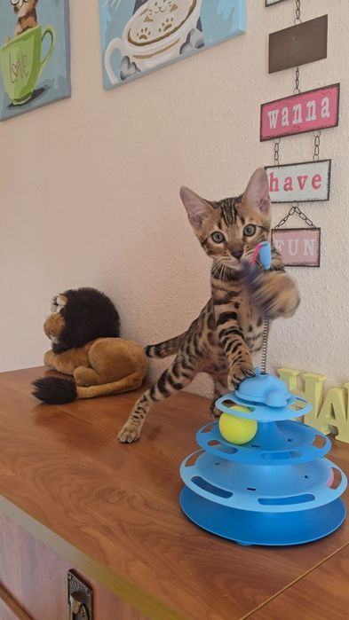 Елітні  бенгальські  кошенята  дівчата бенгал