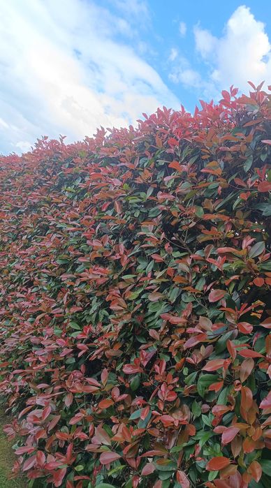 Photinia para jardim