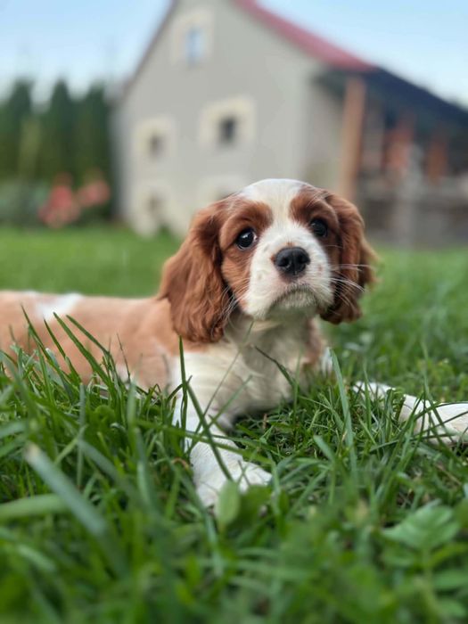 Cavalier King Charles Spaniel suczka