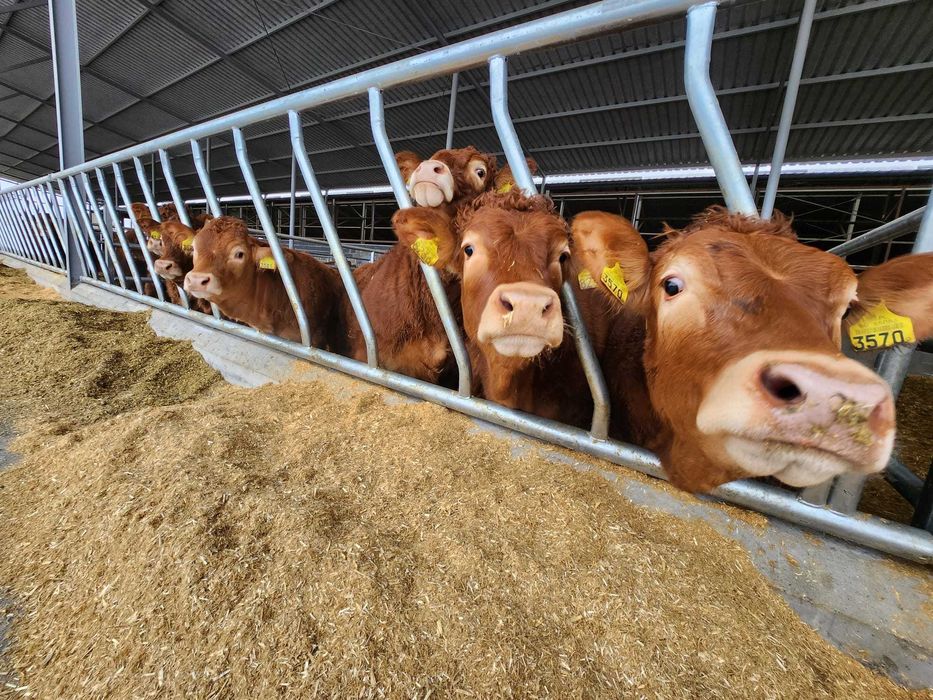 DRABINA SKOSNA dla bydła mocna masywna bydło mięsne