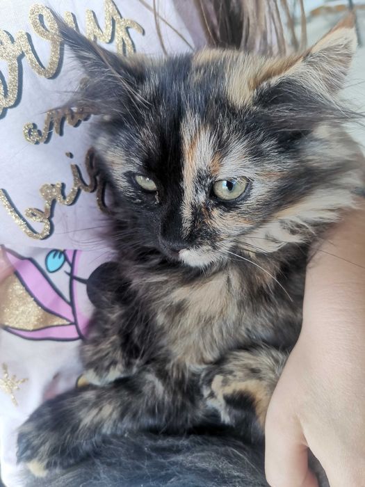 Киця котик безкоштовно