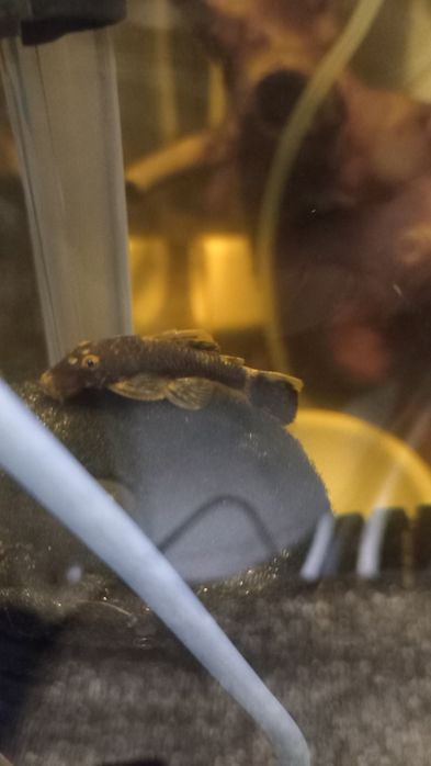 Продам  сомов Анцитрусов как на фото