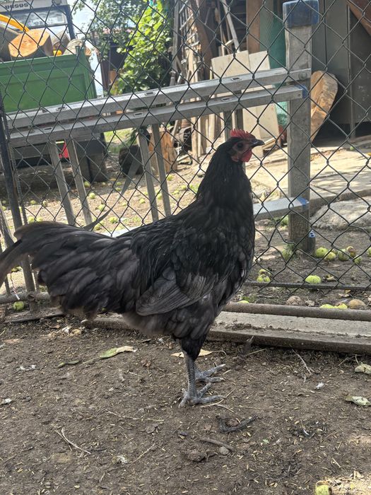 Kogut leghorn, australop