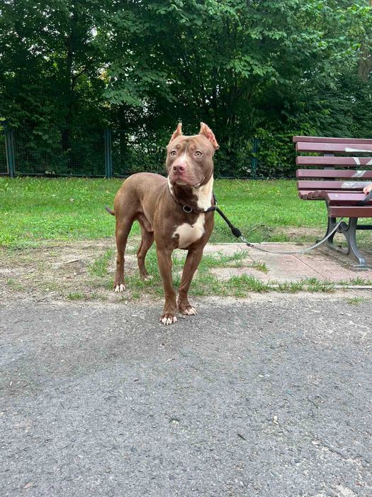 Чистокровний пітбуль