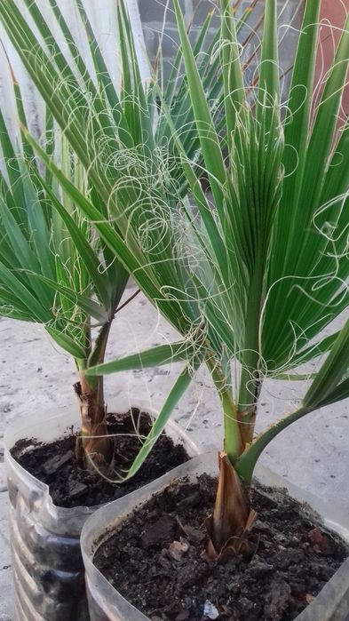 Семена пальмы Вашингтония