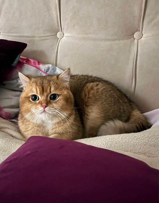 Кошенята британська золота шиншила