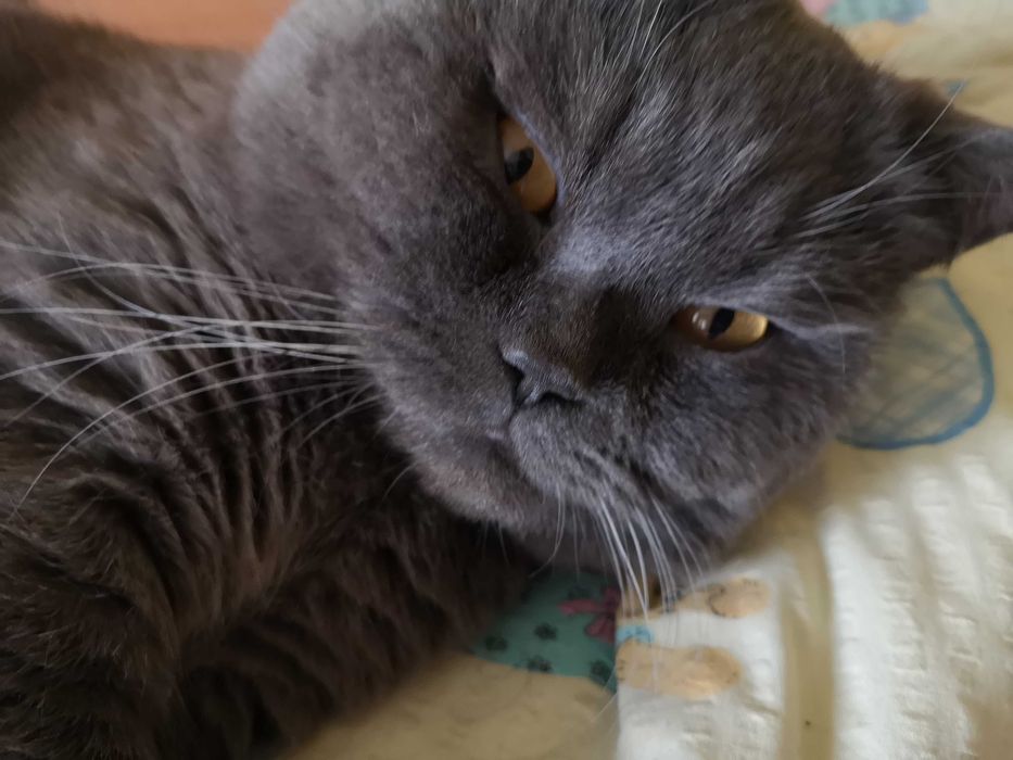 Zaginął kot szkocki brytyjski niebieski Bielsko-Biała Mikuszowice Krak