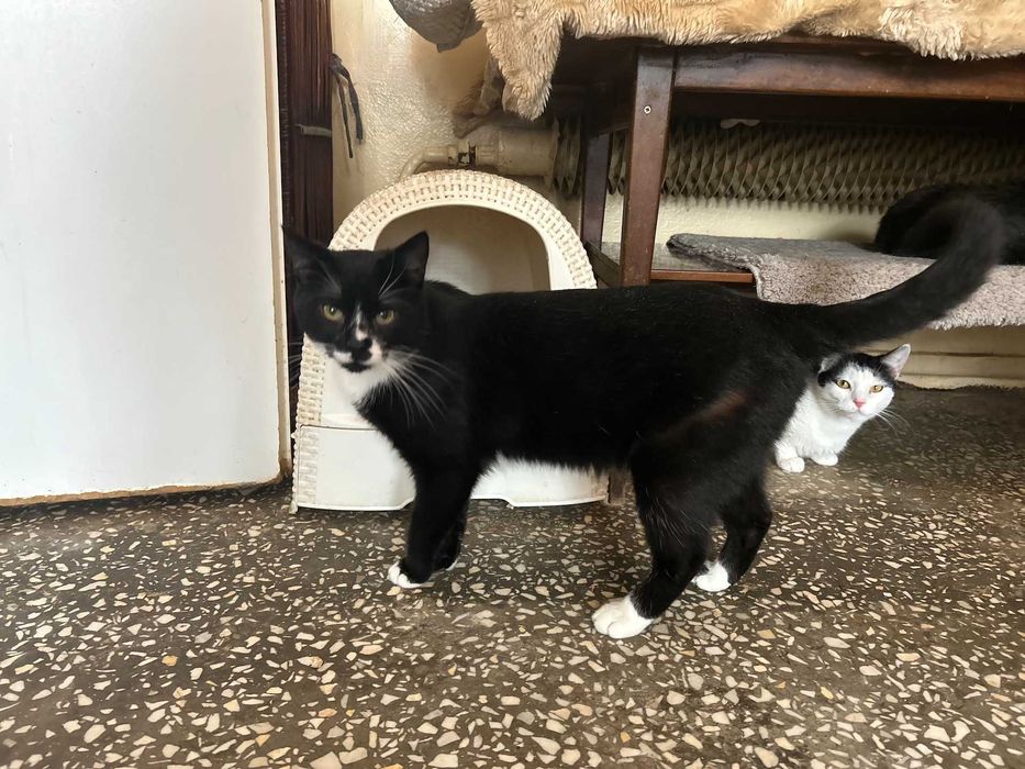 Cudny kot OSCAR szuka dla siebie dobrego domu