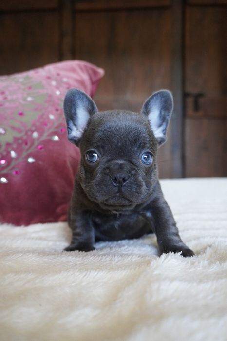 Bulldog francês porte pequeno