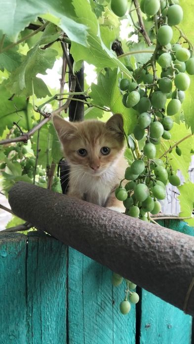 Віддам кошенят в добрі руки