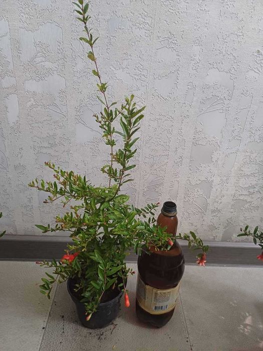 ЛИМОН кімнатний Павлівський плодоносящий ГРАНАТ кімнатний з плодами