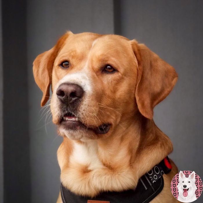 solidna obroża półzaciskowa dla dobermana rottweilera 42-62 cm szara