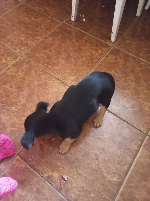 Suczka do oddania za darmo w dobre ręce