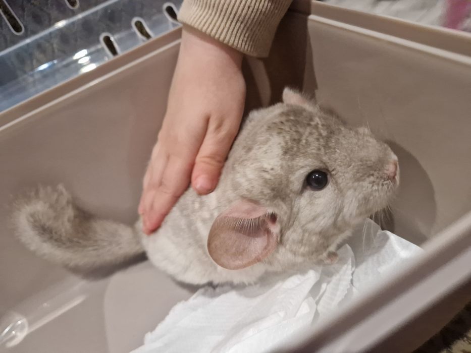 Szynszyl chinchilla шиншила