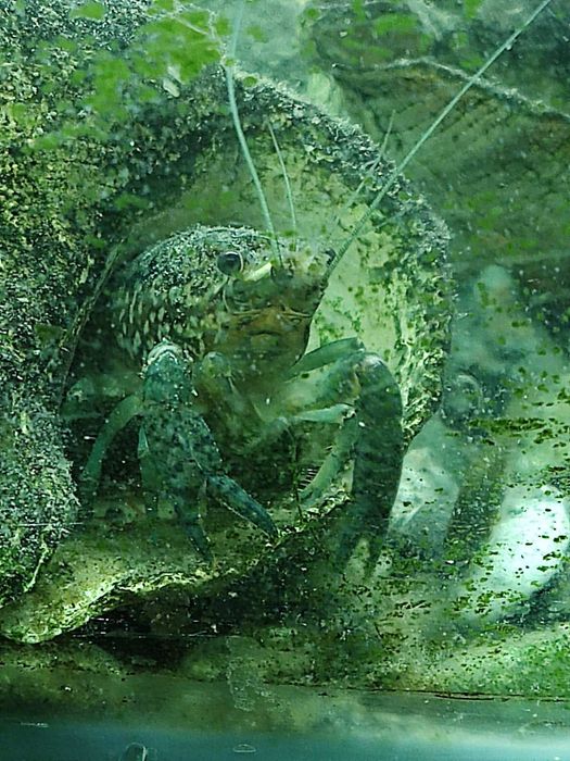 Аквариумные мраморные раки