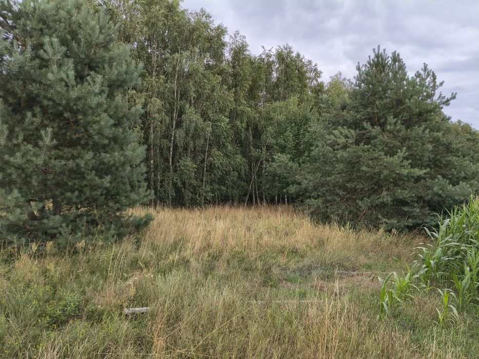 Sprzedam las 3,12 ha