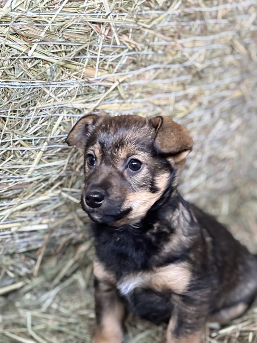 slodki pies do oddania za darmo