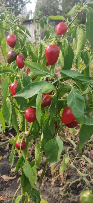 Насіння гострого перцю чилі "Лола"