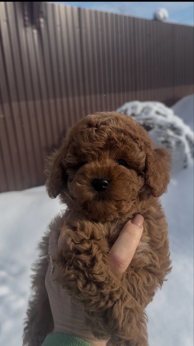 Мальтіпу розкішні малята