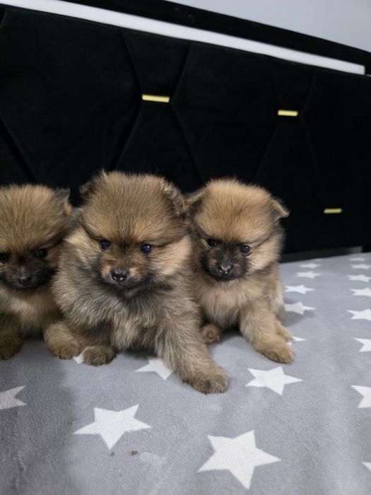Szpic miniaturowy pomeranian