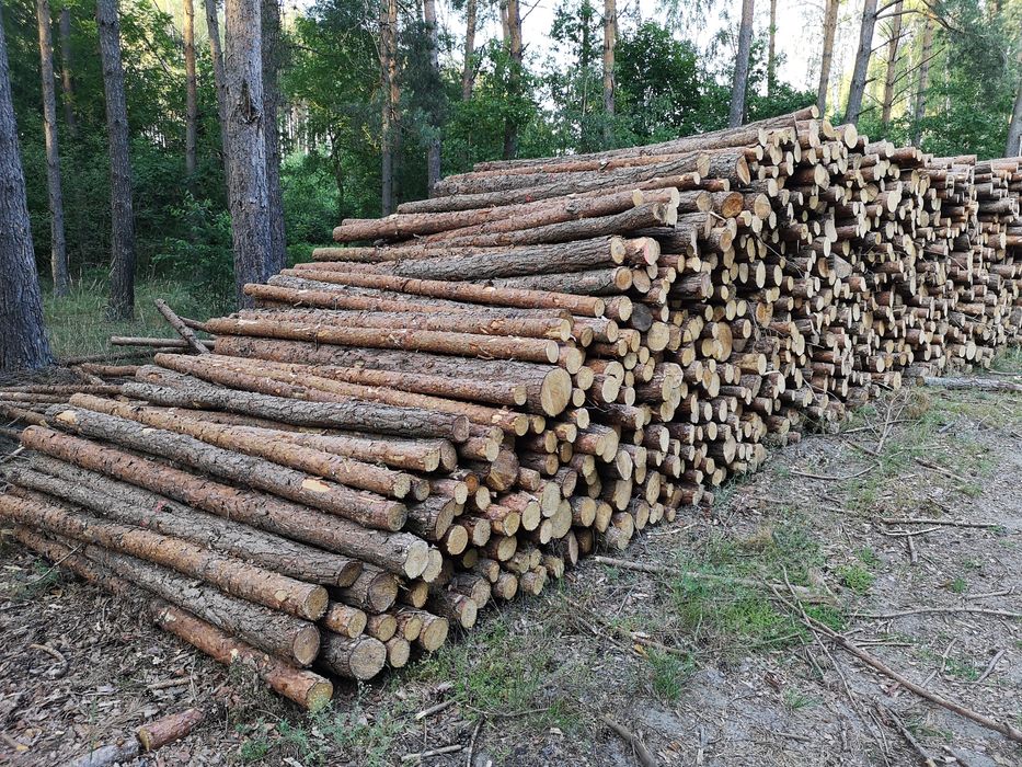 Słupki dębowe modrzew stęple  ogrodzenie drewniane sosnowe Sosna