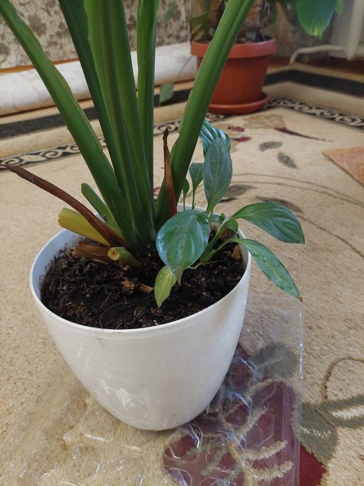 Спатифілум, сенсація, жіноче щастя