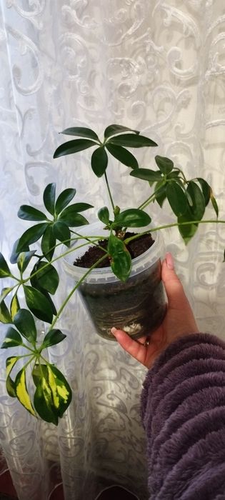 Комнатные цветы .