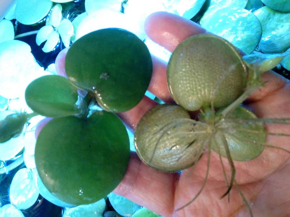 Limnobium gąbczaste do akwarium i oczka wodnego